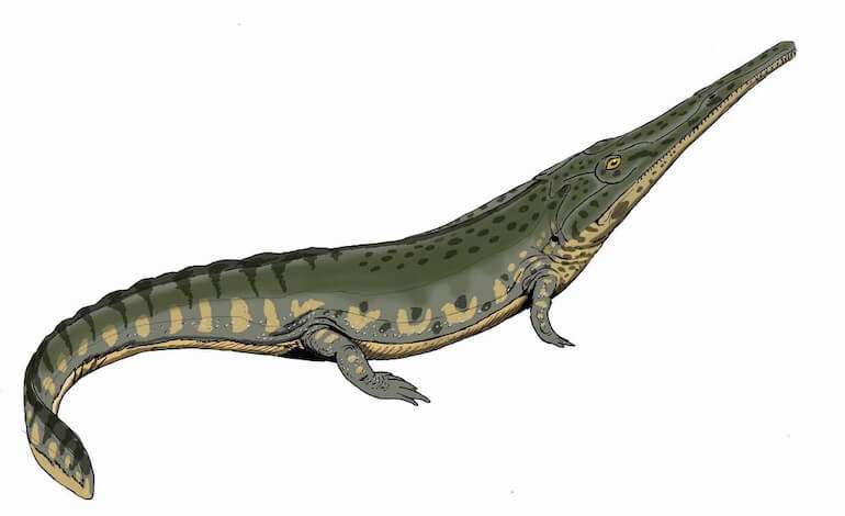 Riscoperte le salamandre di mare dell’Australia