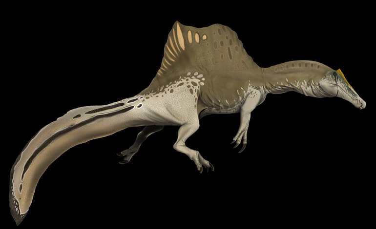 Scoperto Spinosaurus mirabilis, il gigante dalla cresta a scimitarra