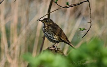 La bufala della “caccia ecologica”