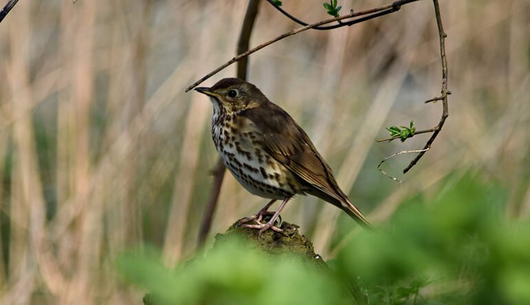 La bufala della “caccia ecologica”