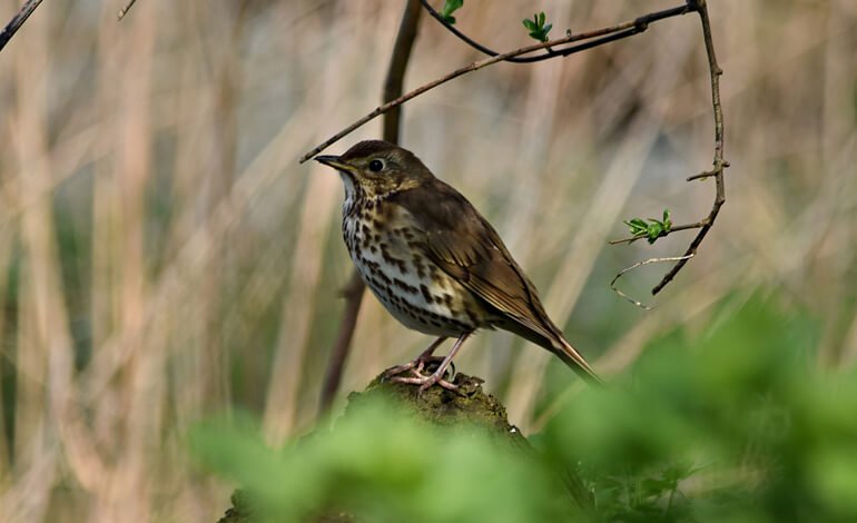 La bufala della “caccia ecologica”