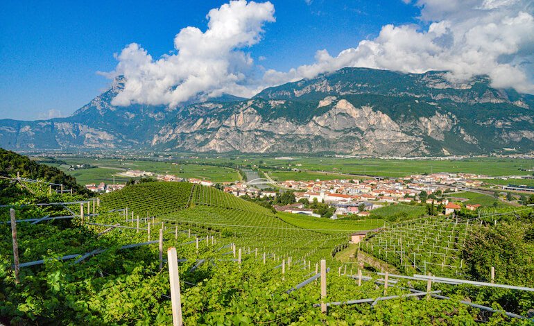 Pinot Grigio DOC Delle Venezie: identità, innovazione e territorio nel nuovo racconto del vino europeo