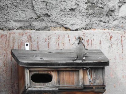 Cassetta nido