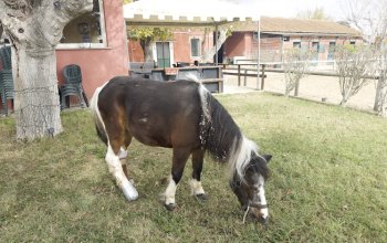 Gara di solidarietà per la pony Lilli