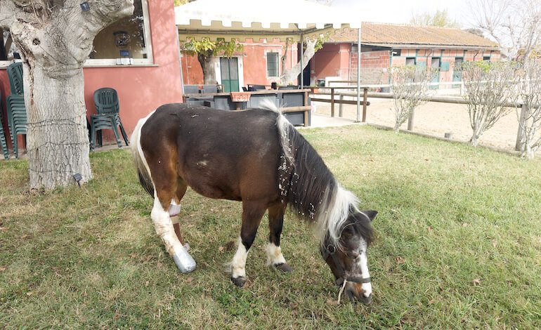 Gara di solidarietà per la pony Lilli
