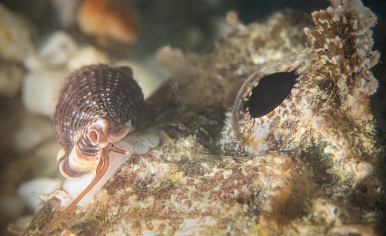 La lumaca vampiro mediterranea candidata “Mollusco dell’Anno”