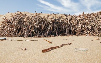 Posidonia oceanica tra percezione e realtà