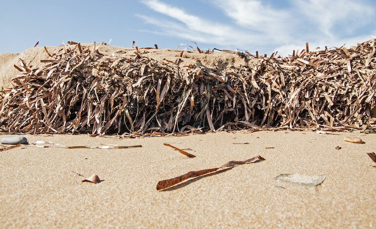 Posidonia oceanica tra percezione e realtà