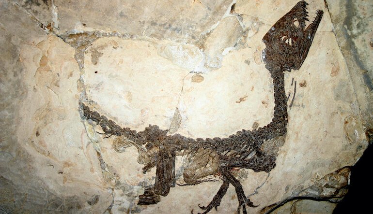 Piccole isole, grande biodiversità