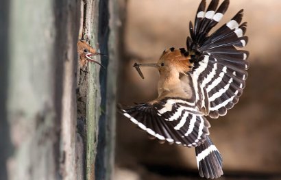 Tenuta Biodinamica Mara