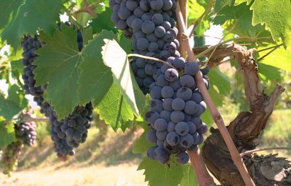 Tenuta Biodinamica Mara