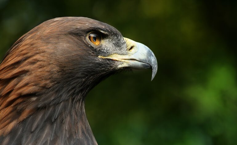 Il censimento dell’aquila reale nel Parco Nazionale dei Monti Sibillini
