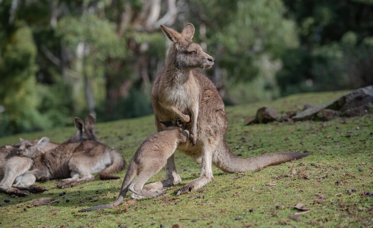80.000 canguri uccisi per 4 Euro ciascuno