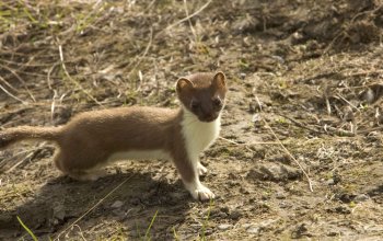L'ermellino: da mascotte delle Olimpiadi al rischio di estinzione
