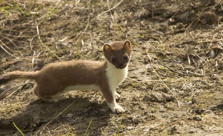 L’ermellino: da mascotte delle Olimpiadi al rischio di estinzione