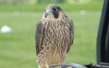 Sono già 33 i pulli nati dalla coppia “del Pirellone”