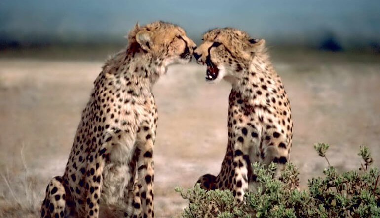 Massimo livello di protezione per i ghepardi del Botswana, della Namibia e dello Zimbabwe