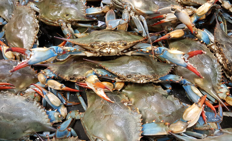 Acquacoltura sostenibile contro la proliferazione del granchio blu