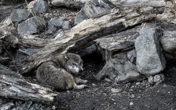 L'inciviltà avanza: lupo decapitato nel pisano