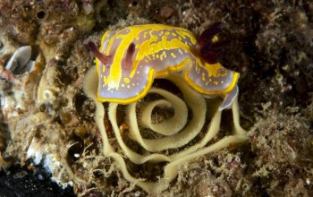 Le uova d’autore dei nudibranchi