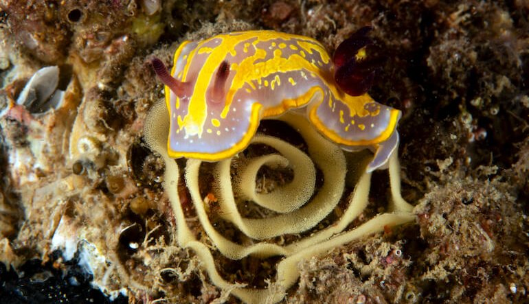 Le uova d’autore dei nudibranchi