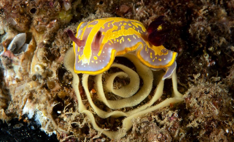 Le uova d’autore dei nudibranchi