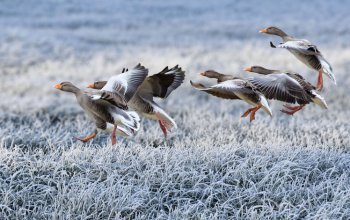 Le nuove linee guida della Commissione europea sulla Direttiva Uccelli