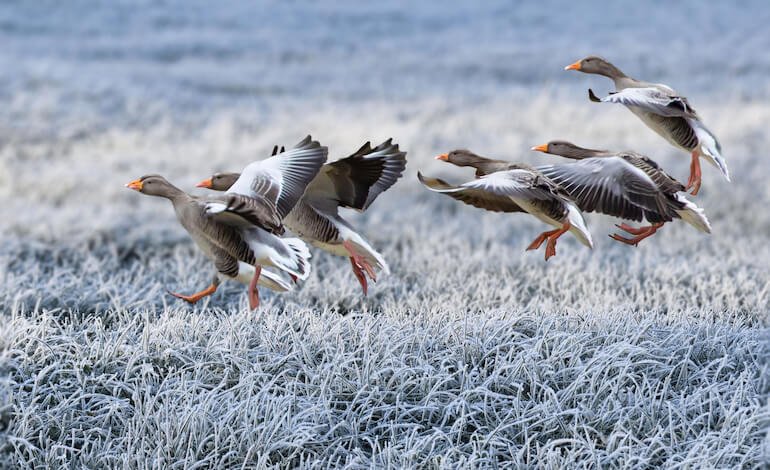 Le nuove linee guida della Commissione europea sulla Direttiva Uccelli