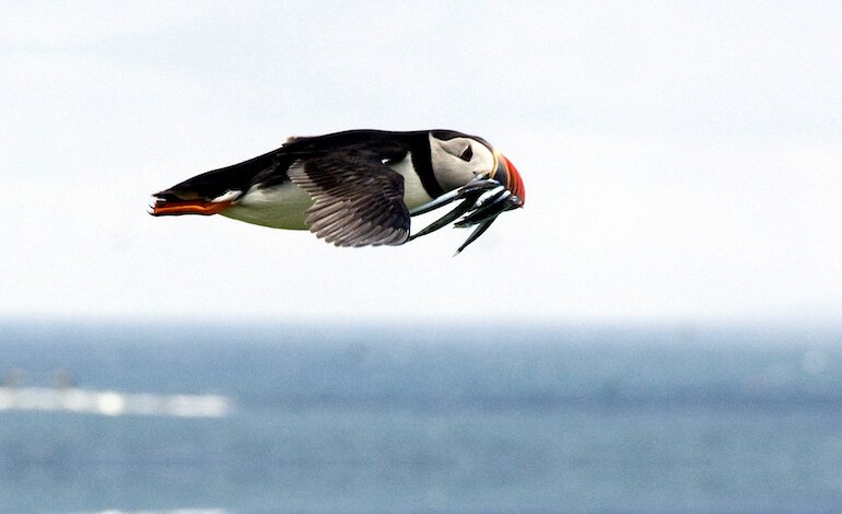 Migliaia di uccelli marini trovati morti lungo le coste atlantiche europee