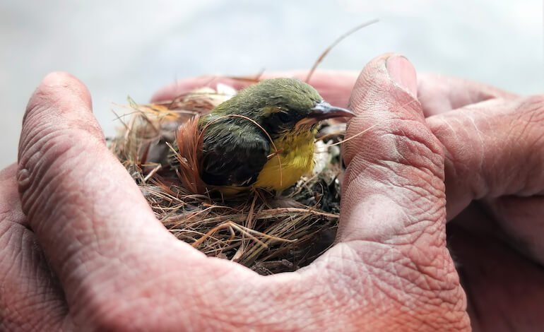 Il primo Convegno nazionale sul Recupero della fauna selvatica