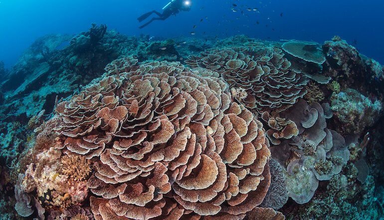 Il reef nato dal fuoco