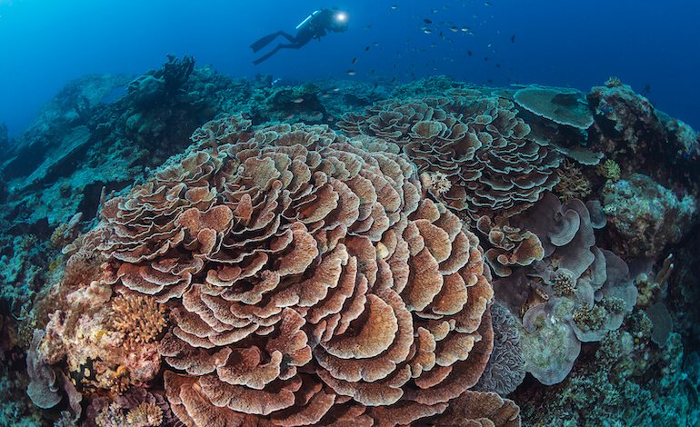 Il reef nato dal fuoco