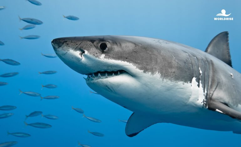 Alla scoperta degli squali del Mediterraneo