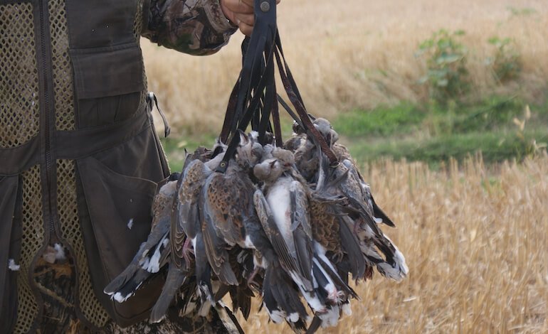 Crimini di natura: non solo bracconaggio