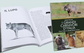 L’importanza di conoscere i grandi carnivori d’Italia