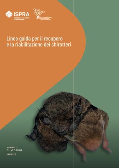 pipistrelli 