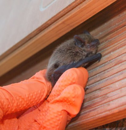 pipistrelli