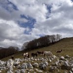Molise