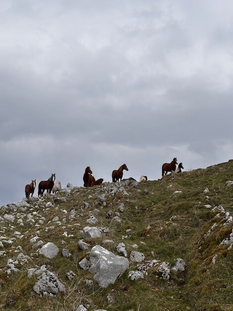 Molise
