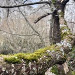 Molise