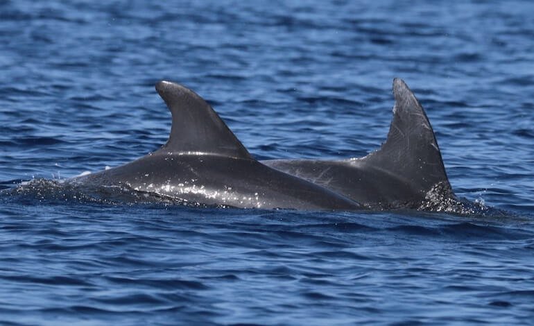 Tra i pescherecci del mare di Agrigento si svela l’individualità dei delfini