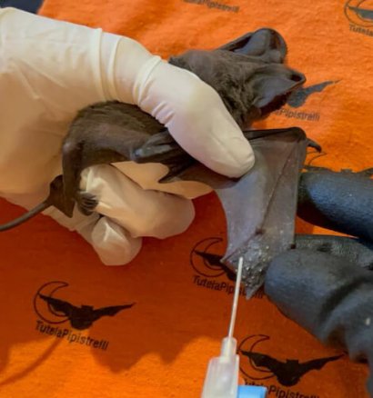 pipistrelli
