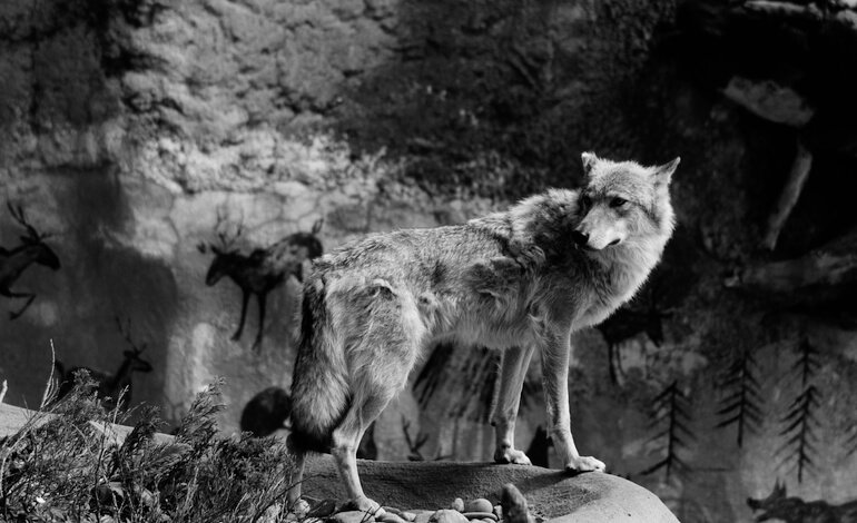 La domesticazione del lupo avvenne 15.800 anni fa