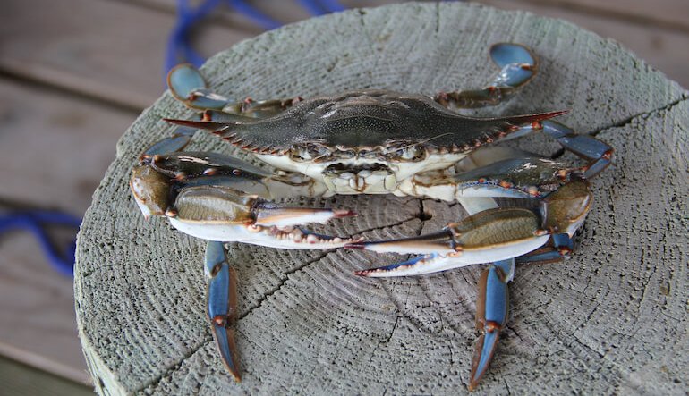 Granchio blu, da minaccia a risorsa economica