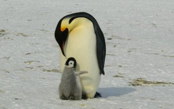 Aggiornata la classificazione delle specie antartiche nella Lista Rossa