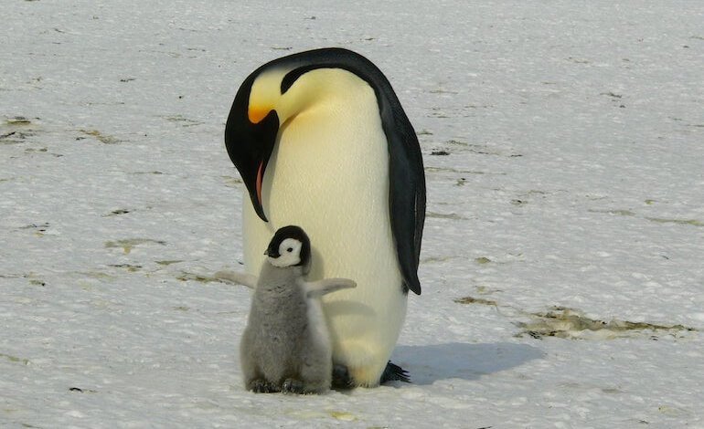 Aggiornata la classificazione delle specie antartiche nella Lista Rossa