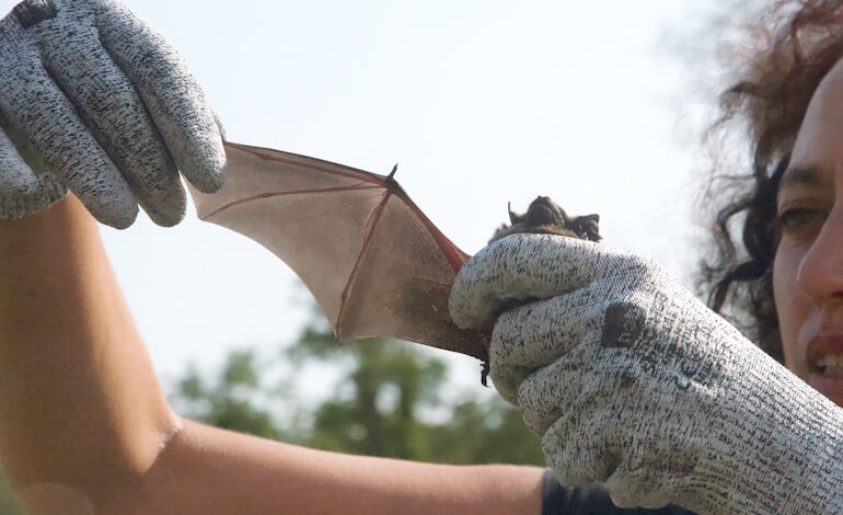 Come salvare un pipistrello. E come riabilitarlo