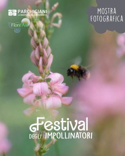Festival degli Impollinatori