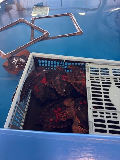 trasmettitori su tartarughe marine
