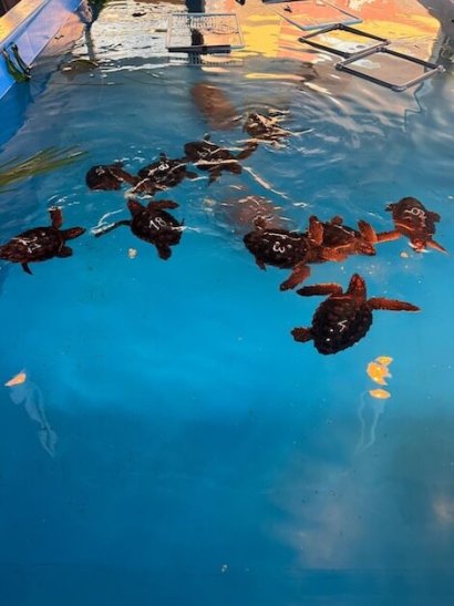 trasmettitori su tartarughe marine